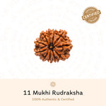 Authentic 11 Mukhi Rudraksha