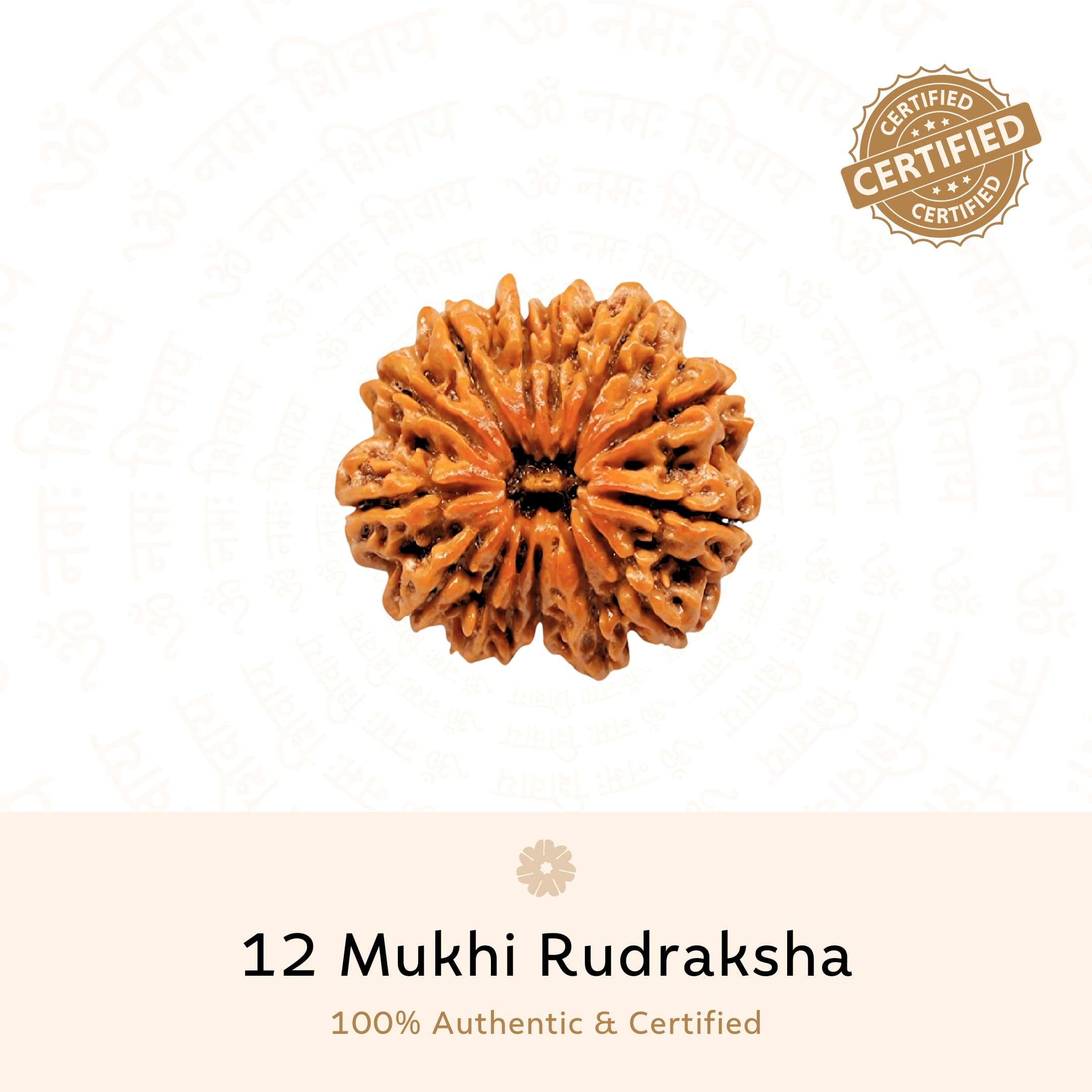 Authentic 12 Mukhi Rudraksha