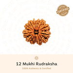 Authentic 12 Mukhi Rudraksha