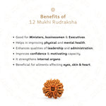 Benefits of 12 Mukhi Rudraksha