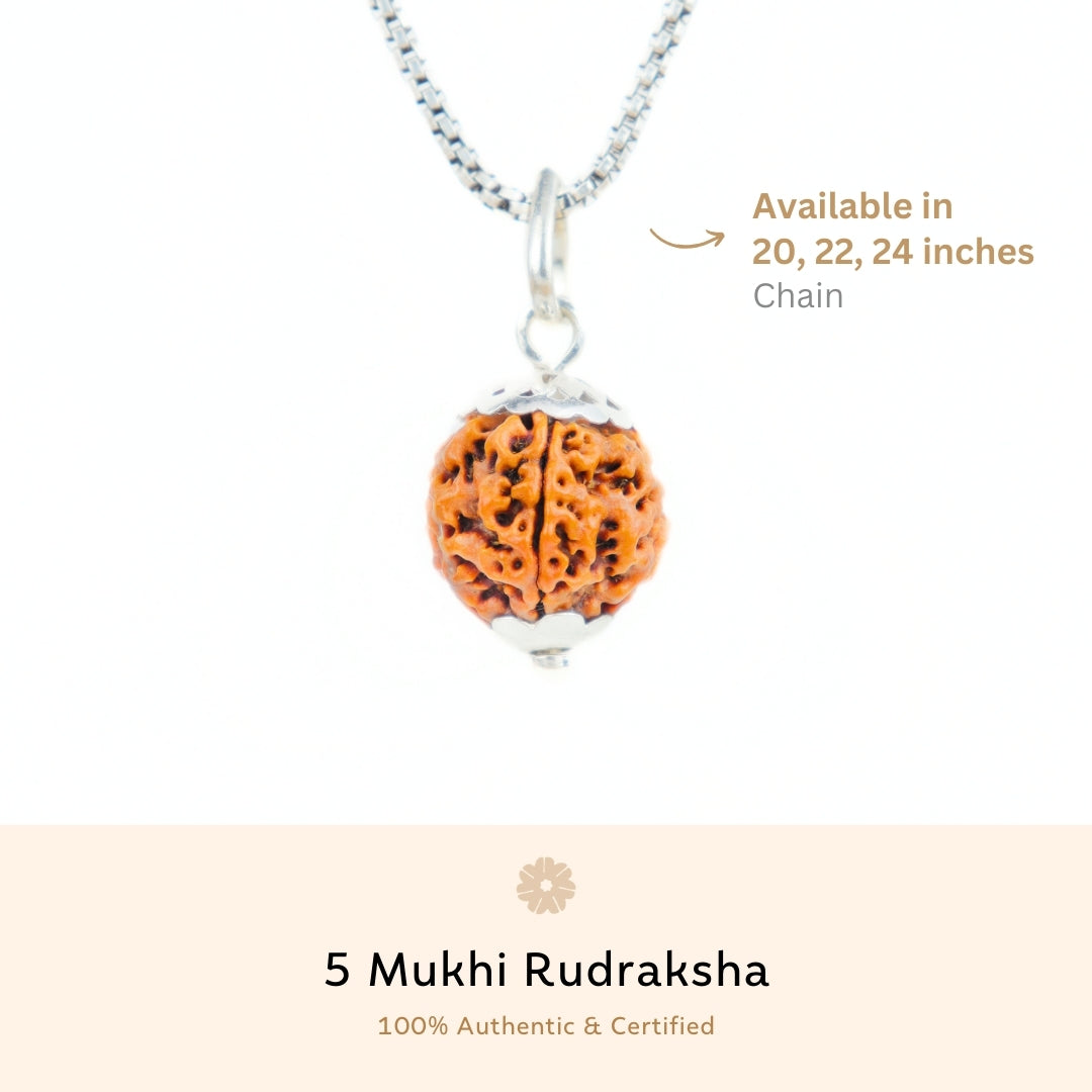 Orignal Silver Capping 5 Mukhi Rudraksha Pendant With Chain