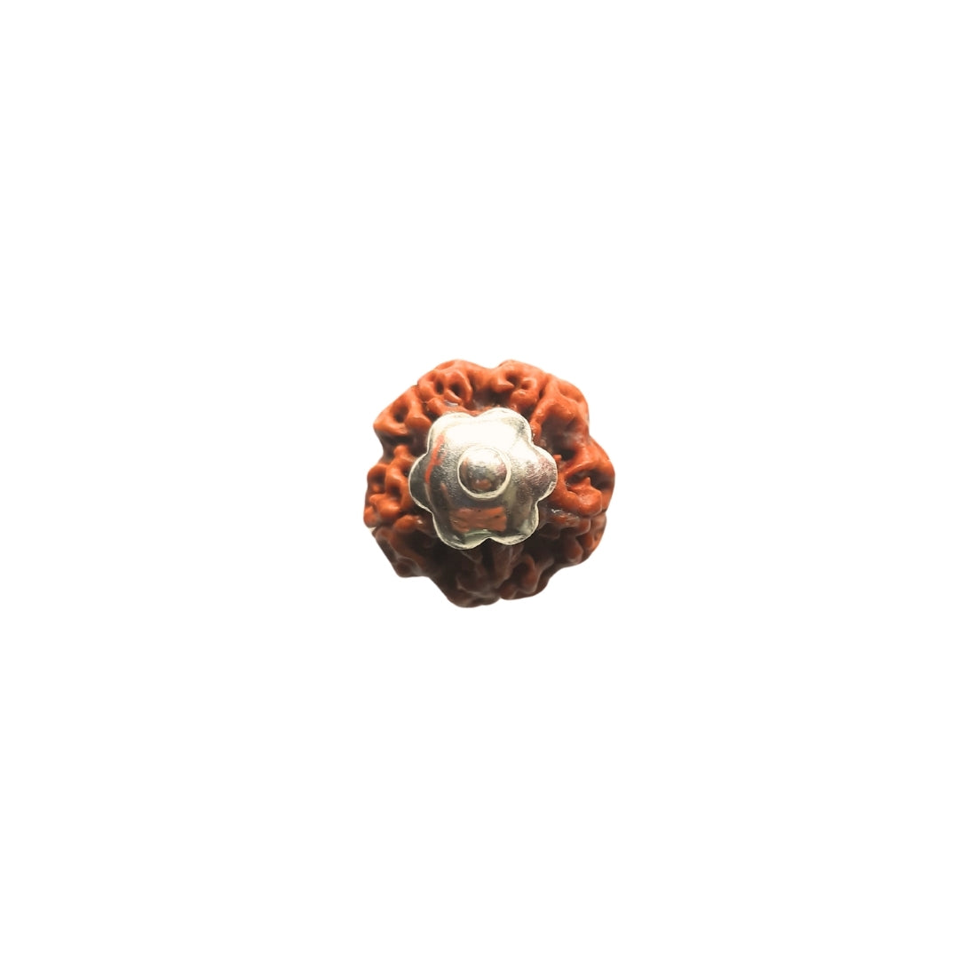 Silver Capping 5 Mukhi Rudraksha Pendant With Chain  ( Nepali )