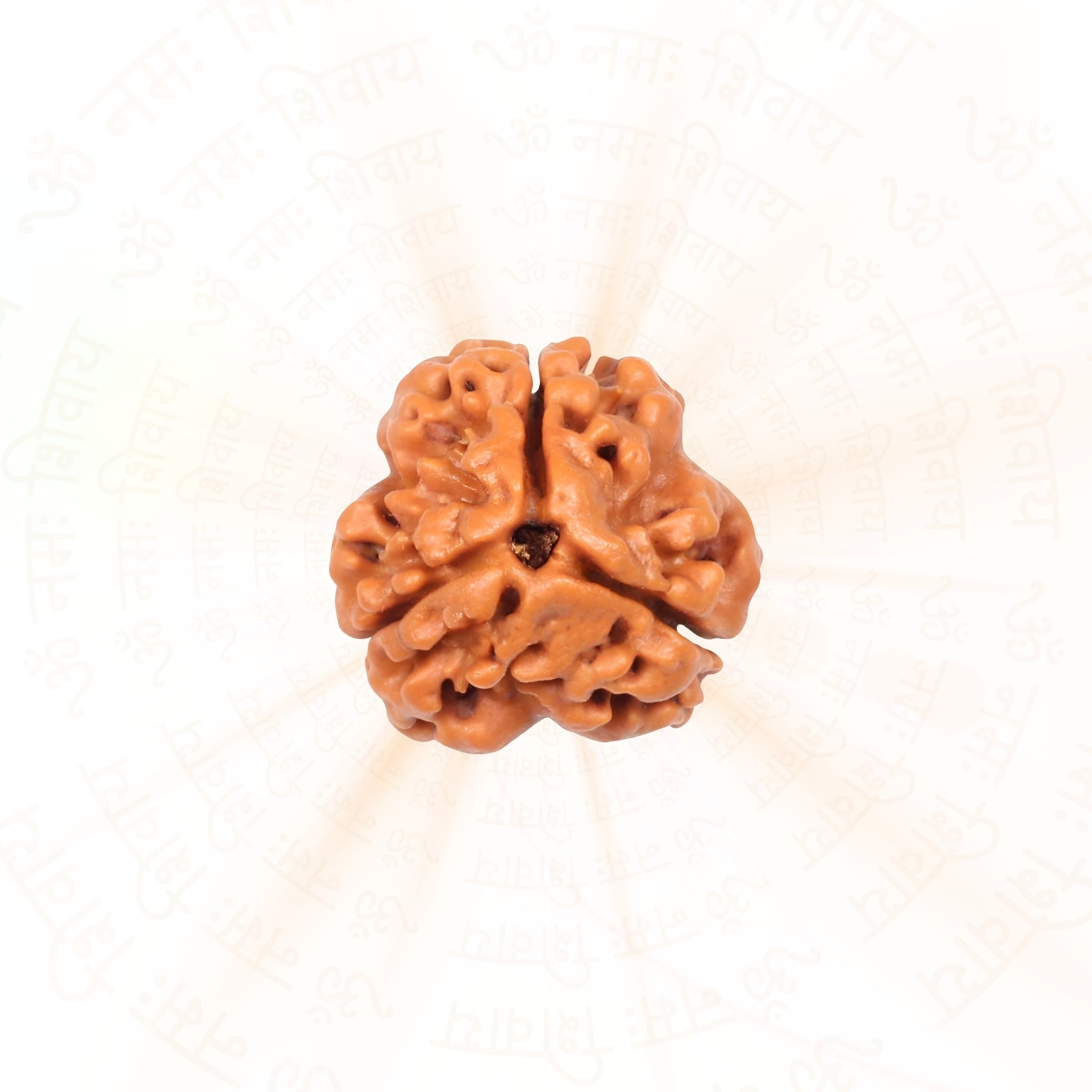 3 Mukhi Rudraksha