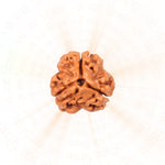 3 Mukhi Rudraksha