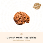 Authentic Ganesh 5 Mukhi Rudraksha