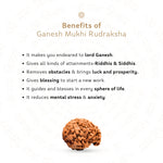 Benefits of Ganesh 5 Mukhi Rudraksha
