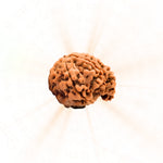 Ganesh 6 Mukhi Rudraksha