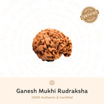 Authentic Ganesh 6 Mukhi Rudraksha