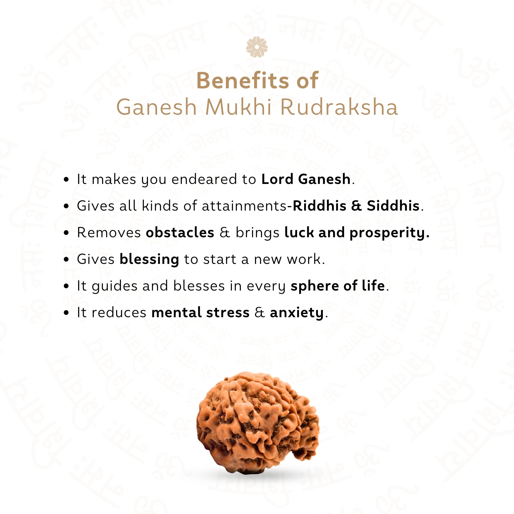 Benefits of Ganesh 6 Mukhi Rudraksha