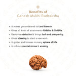 Benefits of Ganesh 6 Mukhi Rudraksha