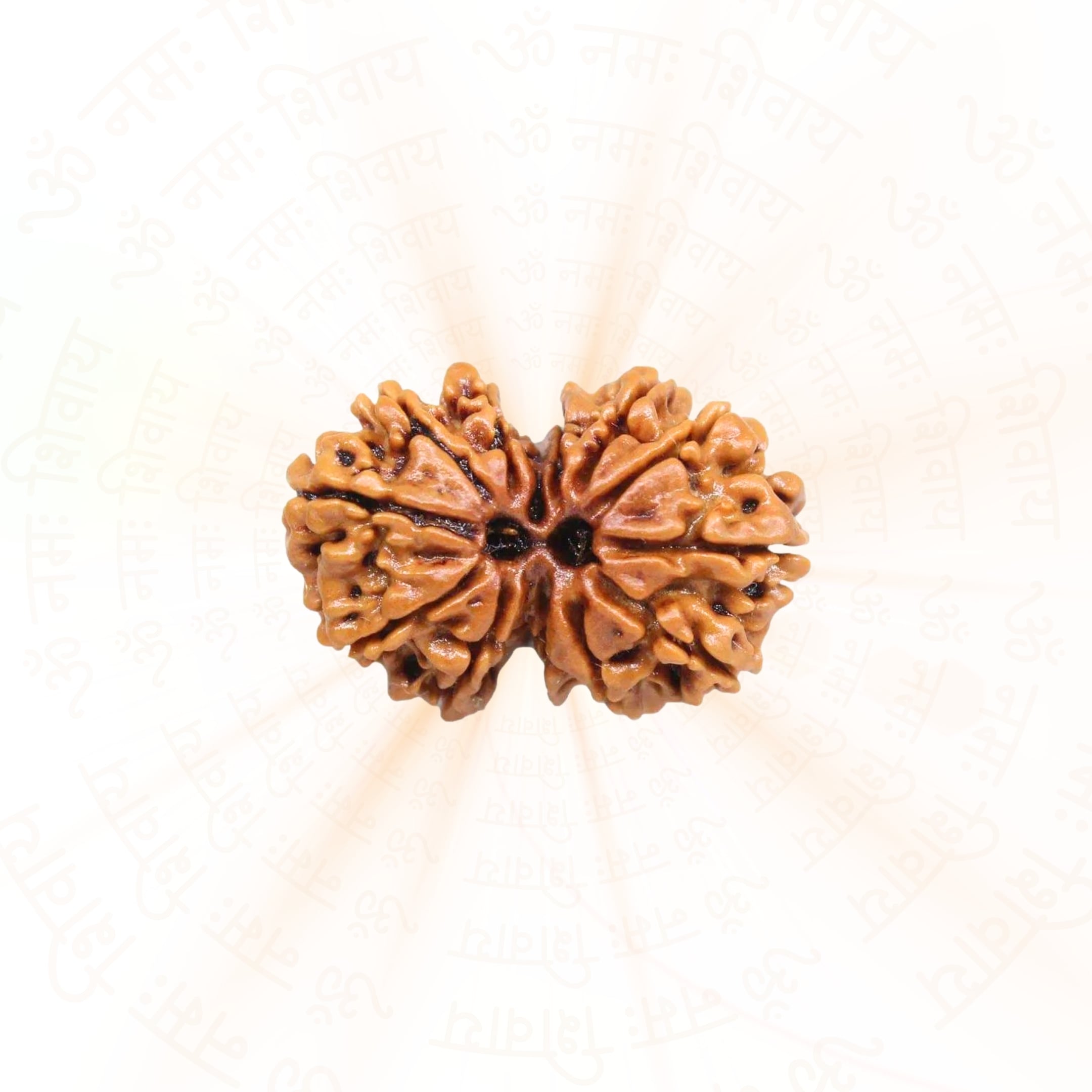 Gauri Shankar Rudraksha