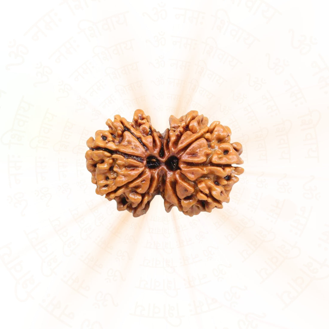 Gauri Shankar Rudraksha (Nepali)