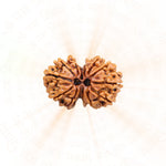 Gauri Shankar Rudraksha