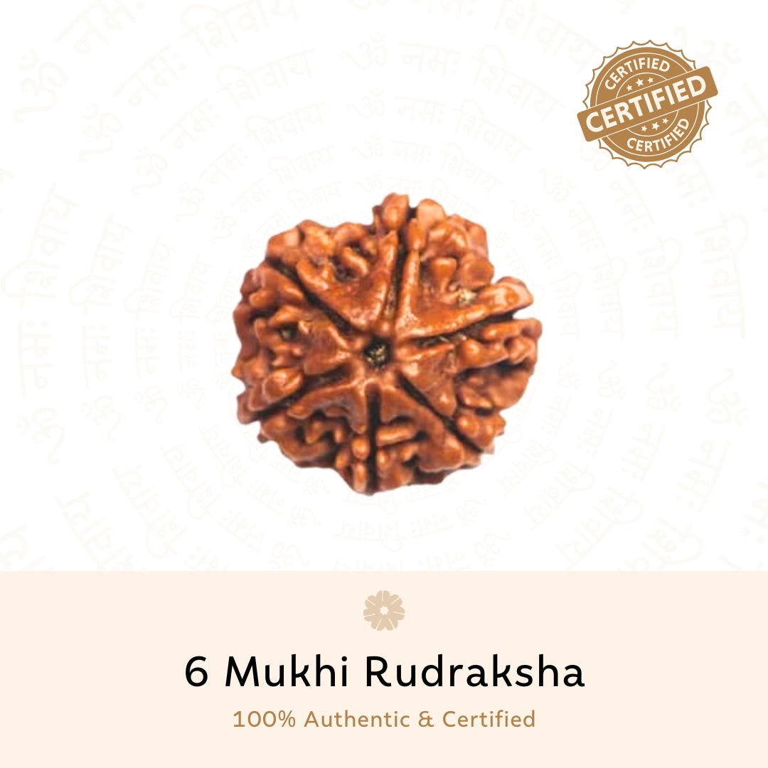 Authentic 6 Mukhi Rudraksha