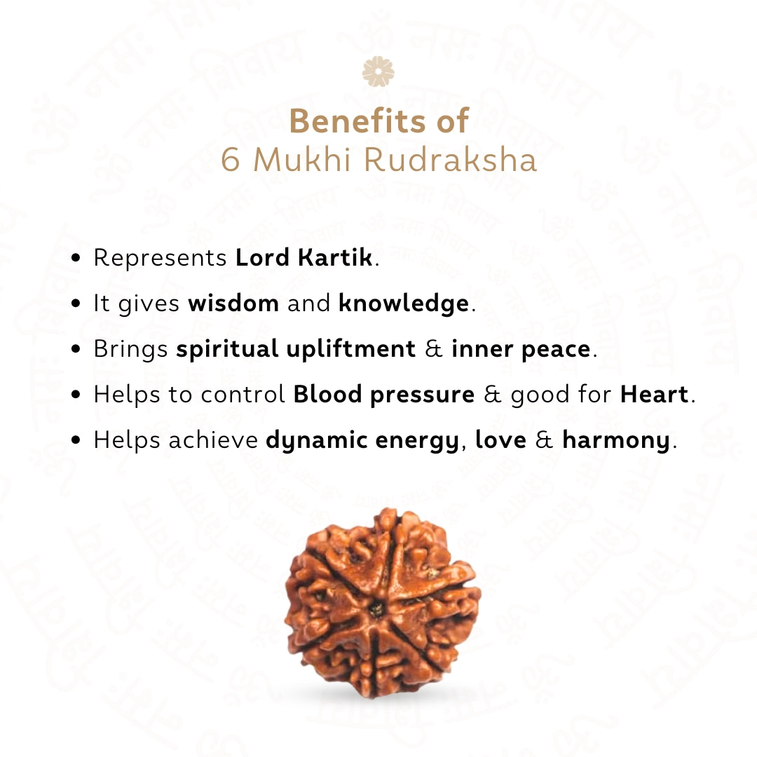 Benefits of 6 Mukhi Rudraksha
