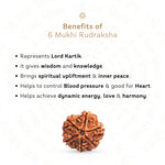 Benefits of 6 Mukhi Rudraksha