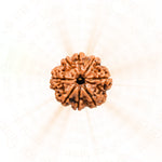 8 Mukhi Rudraksha