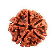 Rudraksha