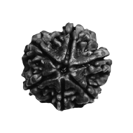 Black Rudraksha